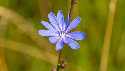 Close-up of a vibrant blue flower