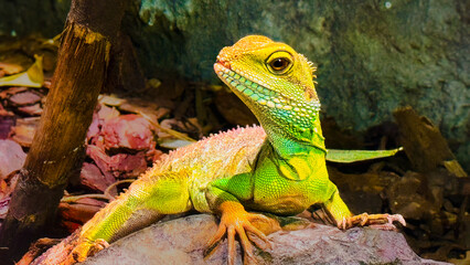 Bronchocela jubata, the green crested lizard, rests on a branch, exhibiting vivid green scales, keeled skin texture, and adaptive camouflage suited for tropical foliage.