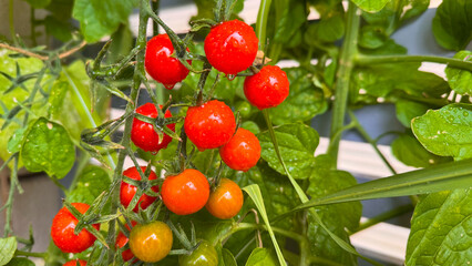 A close-up shot of ripe and unripe tomatoes hanging from the vine in a greenhouse. The image captures the vibrant colors and healthy growth of the tomatoes.
