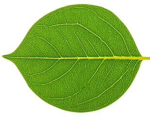 Close-up of a vibrant green leaf (1)