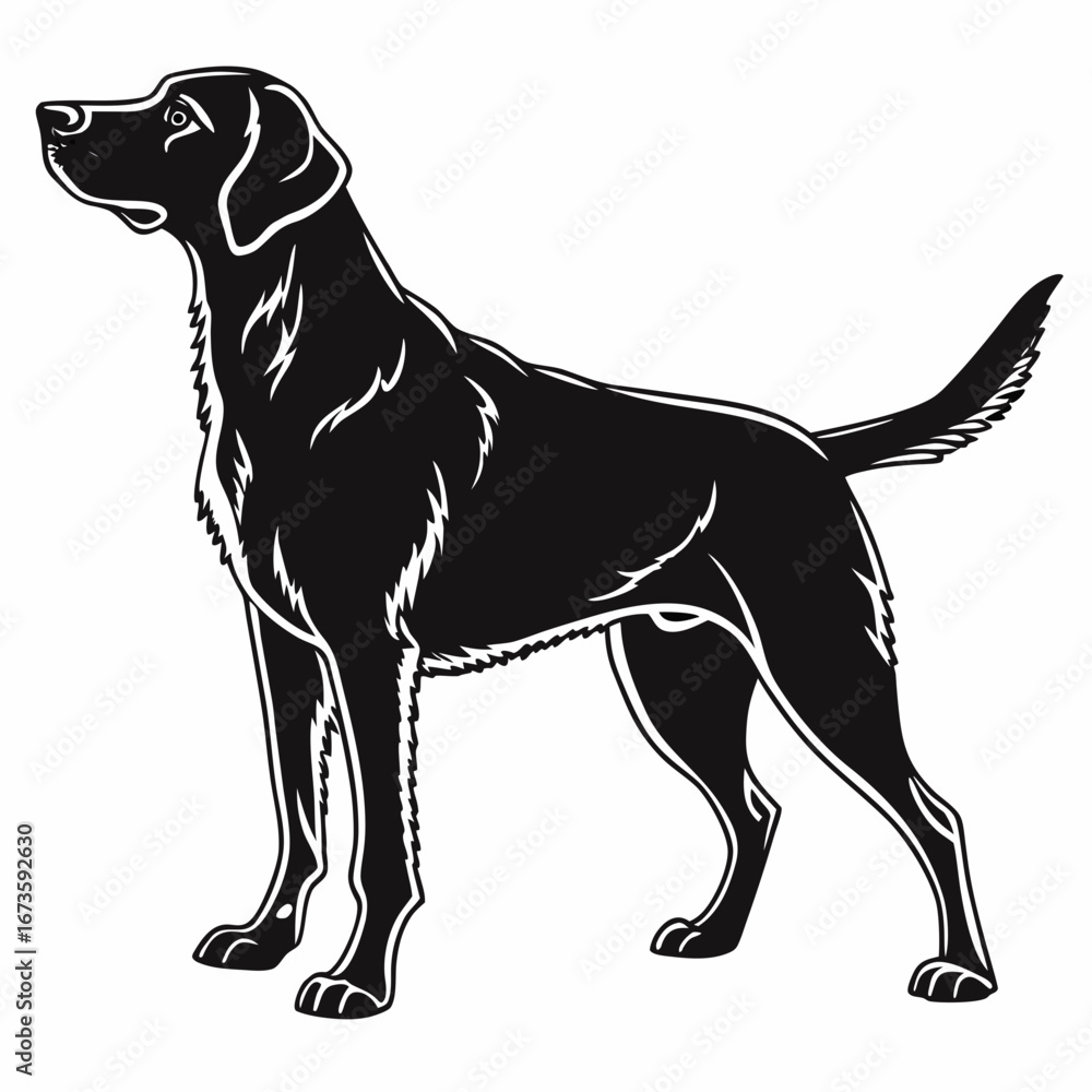 Poster a black labrador retriever stands in profile with its tail slightly raised and a focused expression 