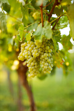 Ripe white wine grapes in a vineyard