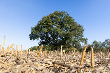 a lone tall oak with green foliage in a field after the corn harvest, one old oak against the blue...