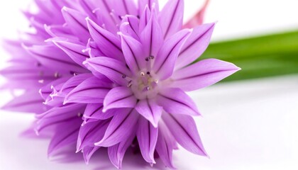 Close-up of a vibrant purple flower