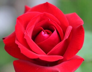 Close-up of a vibrant red rose (5)
