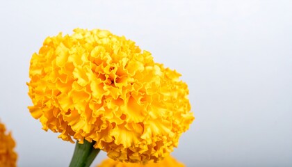 Close-up of a vibrant yellow flower
