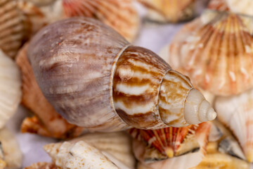 seashells in a large pile are used as souvenirs at seaside resorts, a large number of seashells are in poor condition from improper storage