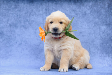 Little puppy dog ​​golden retriever labrador sits on blue background. Isolated puppy