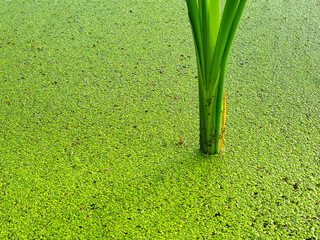 Calamus ordinary and duckweed floating algae