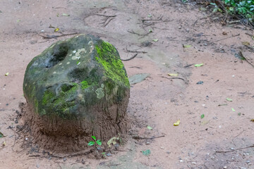 Moss Covered Rock in Nature