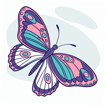 butterfly vector illustration