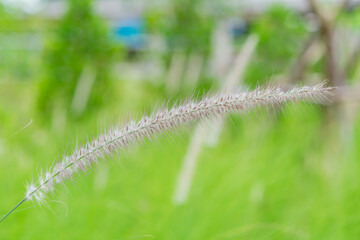 Wild Grass Swaying in Green Meadow