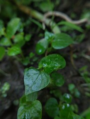 Tiny, vibrant green sprouts emerge from the soil, their leaves still glistening with droplets of water.
