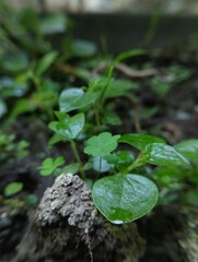 Tiny, vibrant green sprouts emerge from the soil, their leaves still glistening with droplets of water.