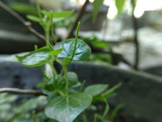 Tiny, vibrant green sprouts emerge from the soil, their leaves still glistening with droplets of water.