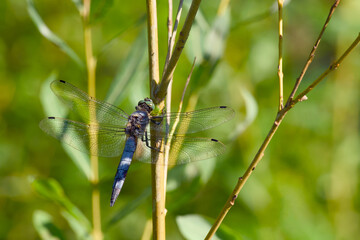 Close-up of a male black-tailed skimmer (Orthetrum cancellatum) dragonfly perched on a twig, showing fine details of its wings and body