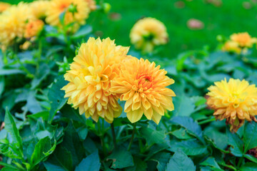 Yellow dahlia flowers in a garden