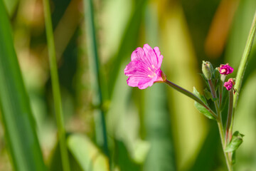 Close-up of a bright pink Epilobium flower with delicate petals in natural light