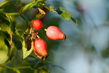 Close-up of a red rosehip berries on a branch glowing in the warm morning sunlight