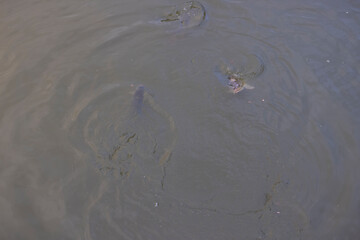 fish in the water in the dirty water, dirty water in a lake with a lot of carp under water