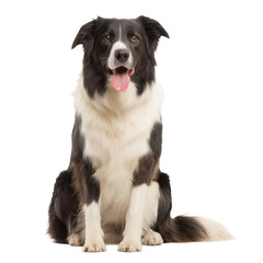border collie sitting.PNG