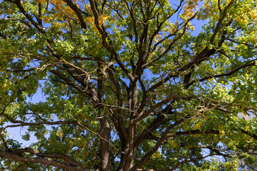 Obraz premium yellow and green oak foliage in sunny autumn weather, beautiful oak with colorful foliage and blue sky in autumn