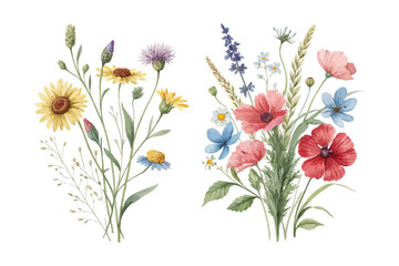Watercolor wildflowers collection