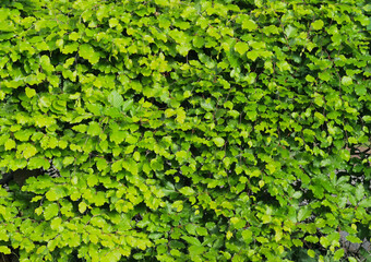 Hainbuchenhecke im Frühling
