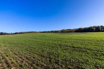 new green wheat sprouts illuminated by bright sunlight in the autumn season 