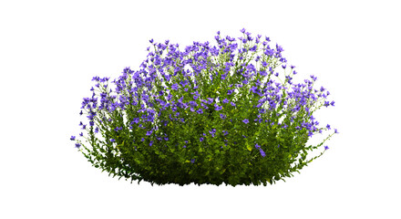 3d render of Campanula ambella purple bush,,isolated over transparent background, PNG cut-out 
