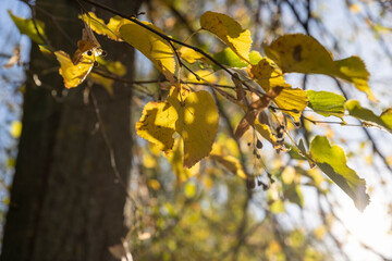 the yellowing foliage of the lime tree in the autumn 