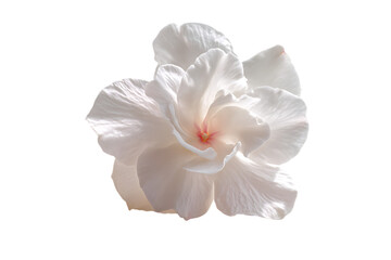 Obraz premium Elegant white flower isolated on black, showcasing delicate petals and beauty.