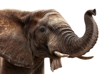 Obraz premium Close-up portrait of an African elephant against a transparent background, showcasing its textured skin and raised trunk. background removed