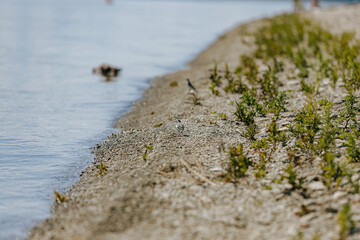 Small bird walking on sandy riverbank with green plants