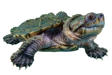 A detailed close-up of a snapping turtle, showcasing its textured shell and powerful claws against a transparent background. background removed