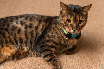 Bengal cat lying on carpet floor with collar and bell