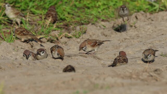 Close-up of a flock of Eurasian tree sparrows hopping on the ground and eating plant seeds on a sunny summer day.