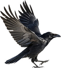 Naklejka premium crow on a white background