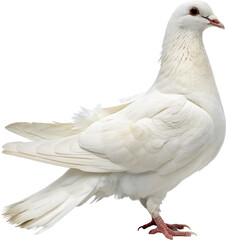 Obraz premium white dove isolated on white background