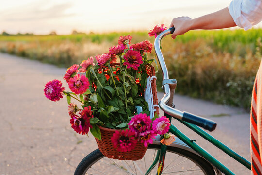 A close-up of a vintage bicycle's handlebars with a basket full of vibrant pink and purple flowers. A person's hand is on the handle and a striped dress is visible on the right.