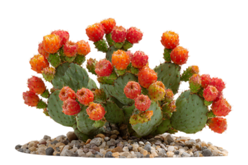Close up of a prickly pear cactus with colorful orange and red fruits.