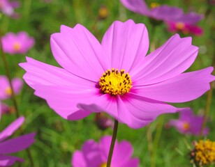 Obraz premium Close-up of a vibrant pink cosmos flower