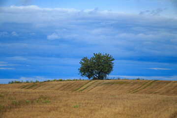 Samotne drzewo na polu
