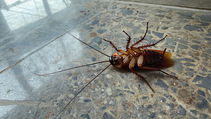 Cockroach upside down on the grey floor