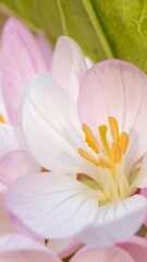 Fototapeta premium Close-up of delicate pink flower petals