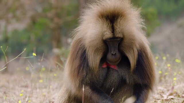 Adult Gelada Monkey - Bleeding-heart Monkey Picking Grass In The Fields In Simien Mountains National Park, Ethiopia. - closeup shot