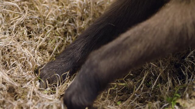 Gelada Monkey Foraging In The Grass In Simien Mountains National Park, Ethiopia. - closeup shot