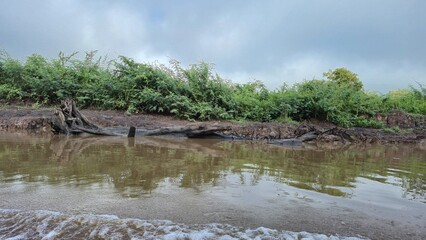 The wild, muddy shoreline of a remote tropical river. Dense jungle vegetation meets the murky water...
