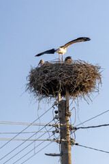 Majestic white stork stretches wings in its utility pole nest, other storks visible. Clear blue sky frames this striking urban nature scene.