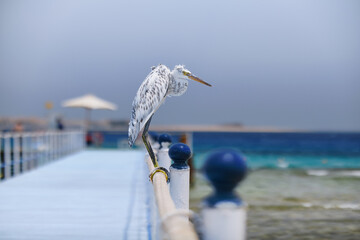 Funny gray white heron in the wind sits on a rope of a pier against the background of the sea,...